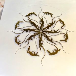 Christopher Marley Print called Obeisance Asian Water Monitors 12” X 12 1/2”.